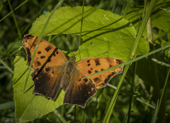 Polygonia progne
