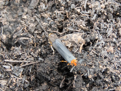 Gnamptonychia ventralis