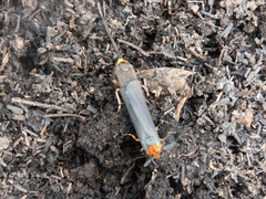 Gnamptonychia ventralis