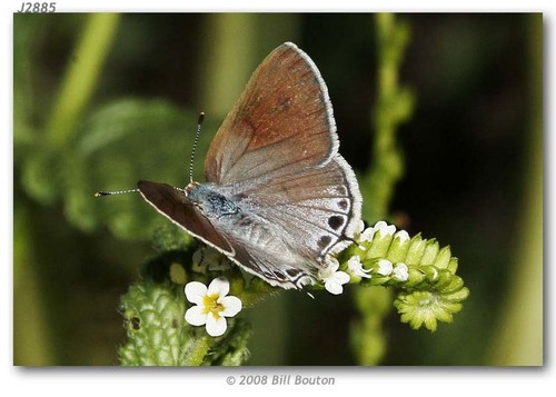 Mallow Scrub-Hairstreak