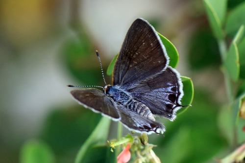 Mallow Scrub-Hairstreak