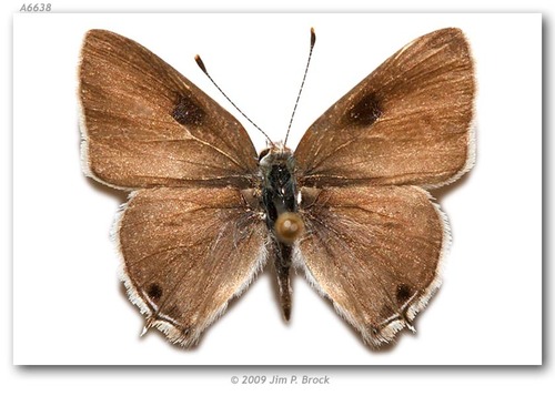 Mallow Scrub-Hairstreak