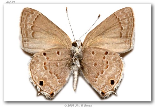 Mallow Scrub-Hairstreak