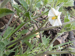 Lycianthes dejecta