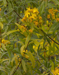 Hypericum canariense