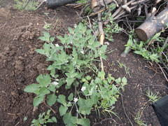 Lycianthes dejecta