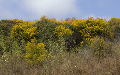Hypericum canariense