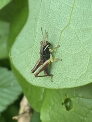 Melanoplus gracilis