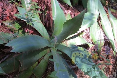 Agave maximiliana