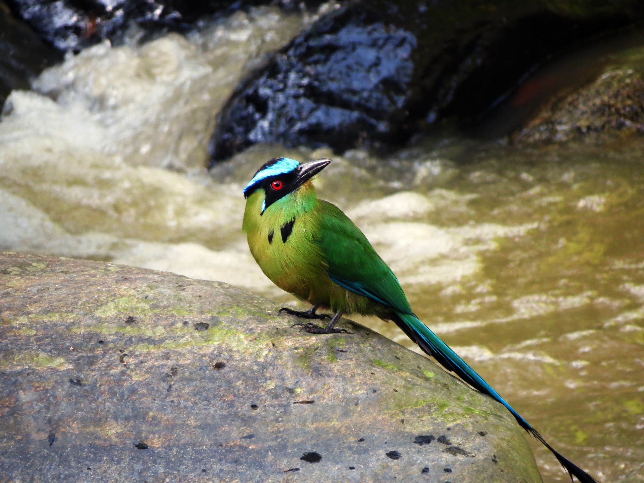 Andean Motmot illustration
