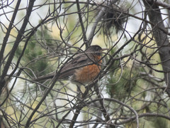 Turdus migratorius