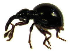 Zelapterus terricola