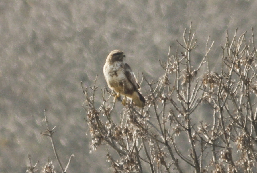 Common Buzzard