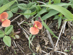 Macroptilium gibbosifolium