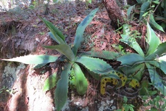Agave maximiliana