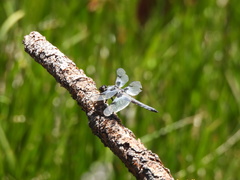 Libellula nodisticta