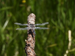 Libellula nodisticta