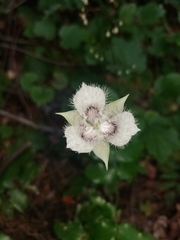 Calochortus tolmiei
