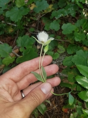 Calochortus tolmiei