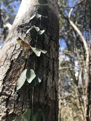 Bignonieae