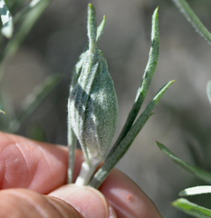 Gnorimoschema octomaculella