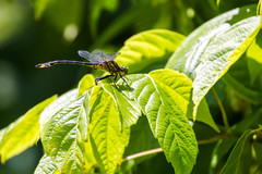 Gomphurus