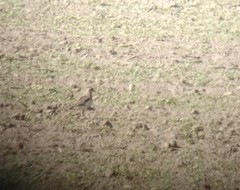 Charadrius morinellus