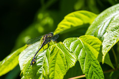 Gomphurus