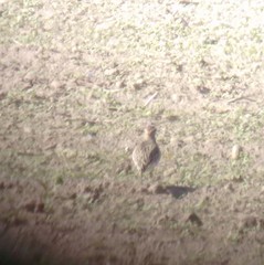 Charadrius morinellus