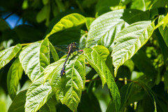 Gomphurus