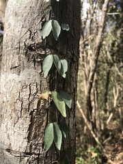 Bignonieae