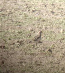 Charadrius morinellus