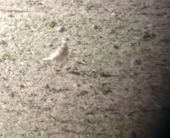 Charadrius morinellus