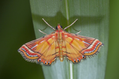 Ambia decoralis