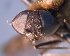 Hemipenthes morioides