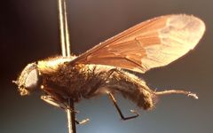 Hemipenthes morioides