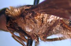 Hemipenthes morioides