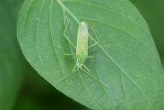 Homoeocerus lacertosus