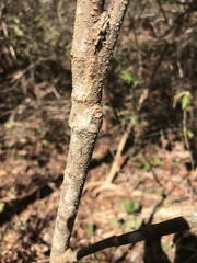 Neomillspaughia emarginata