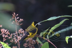 Spinus notatus