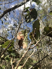 Neomillspaughia emarginata