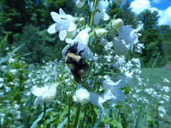 Bombus fervidus