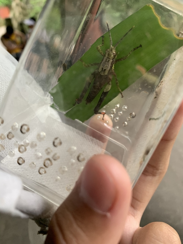 Traulia szetschuanensis
