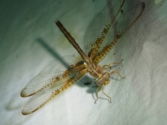 Neurocordulia xanthosoma