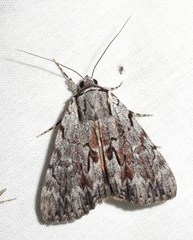 Catocala sordida