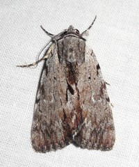 Catocala sordida