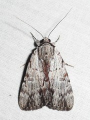 Catocala sordida