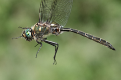 Somatochlora hudsonica