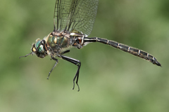 Somatochlora hudsonica