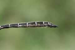 Somatochlora hudsonica